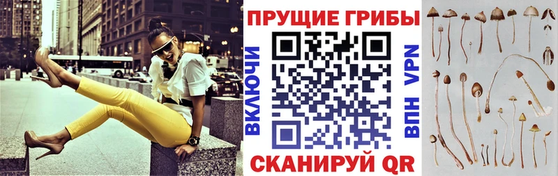 Купить  Курчатов  Псилоцибиновые грибы GOLDEN TEACHER 